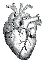 Learn to draw simple heart diagram in very simple. Anatomical Heart Drawing Simple Novocom Top