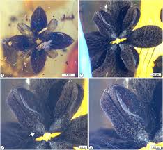 Image result for Metteniusaceae