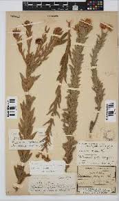 Image result for Schistostephium crataegifolium