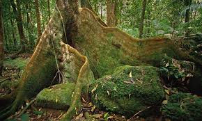 Daintree Rainforest Fnq Far Northern Queensland Australia Daintree Rainforest Places Worth Visiting Places To See