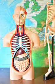 Posted on june 12, 2016 by admin. Loving Anatomy Models How We Montessori