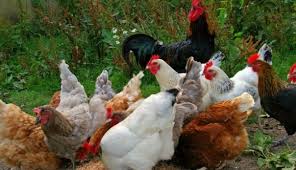 Commercial Noiler Chicks Amo Brand Farmsquare