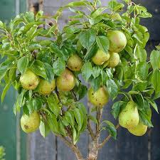 Check spelling or type a new query. Patio Fruit Tree Compact Williams Pear Tree Garden Plants