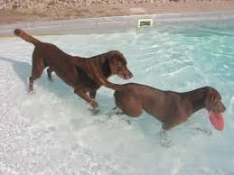 Maybe you would like to learn more about one of these? Ivanhoe Kennels Ivanhoekennels Twitter