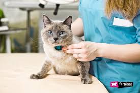 If the heart beats too fast is does not spend enough time in diastole. Rapid Heart Beat In Cats Love Ferplast