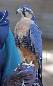 Pin By T L On Nature In 2020 Animals Beautiful Colorful Birds Animals