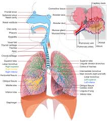 Diagram Of Human Respiratory System With Labels Google