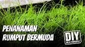 Check spelling or type a new query. Suket Grinting Atau Rumput Bermuda Bermuda Grass Cynodon Dactylon Youtube