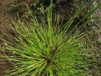 Image result for Isolepis setacea