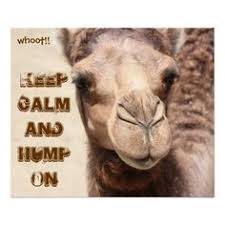 Chris sullivan is a sacramento native and the voice behind the geico hump day camel in the popular commercials. Caleb The Geico Camel