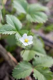 Image result for Wild Strawberry 1991 Tracer