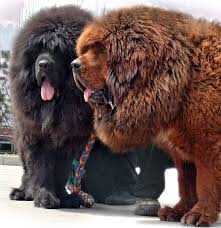Tibetan Mastiffs Oohh Are These Really Dogs Tibetan Mastiff Dog Large Dog Breeds Huge Dogs