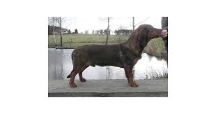 Image result for alpský brakýř jezevčíkovitý