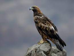 Maybe you would like to learn more about one of these? Golden Eagle Ebird