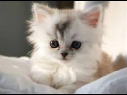 صور قطط باقة مختارة من أروع و أجمل القطط مع خلفيات Hd Cute Puppies And Kittens Kittens Cutest Cutest Kittens Ever