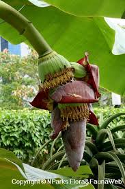 Image result for Musa paradisiaca