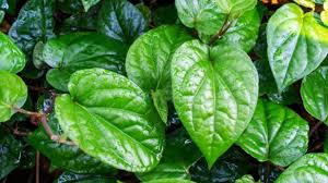 Gambar dua garis dengan posisi sedikit melengkung. Obat Alami Yang Mudah Ditemukan Ini Khasiat Daun Sirih Bagi Kesehatan Klikpositif Com Media Generasi Positif