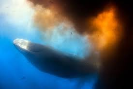 3 Million Whales Were Killed in the 20th Century - YaY! Images?q=tbn:ANd9GcTcfLvtSrPwbqgTP5mQWQX4Jw8y7unWQ3ys0FpRolt-sPQPNJMzYw