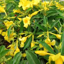 Image result for Allamanda