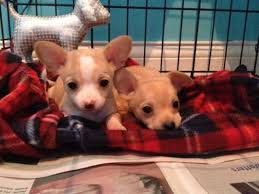 Chihuahua puppies for adoption in wisconsin. Teacup Chihuahua Puppies Pets And Animals For Sale Wisconsin
