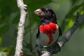 Rose-breasted Grosbeak | Audubon Field Guide