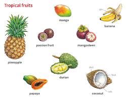 Durian Noun Definition Pictures Pronunciation And Usage Notes Oxford Advanced Learner S Dictionary At Oxfordlearnersdictionaries Com