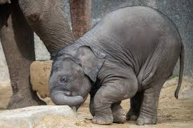 knies kinderzoo gruppenangebote