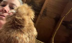 need a silkie hen or two, my hen died and the rooster is looking for her