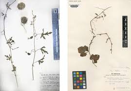 Image result for Cucumis prophetarum