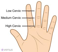 Image result for cervix position