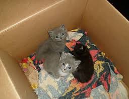 Did you recently adopt a cat or are thinking about adopting one? Cranston Ri 3 Free Kittens 3 Kittens That Will Be Ready To Go To Their New Homes In Approx 4 Weeks Kittens Will Kitten Adoption Cat Adoption Kitten For Sale