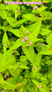 Image result for Persicaria nepalensis