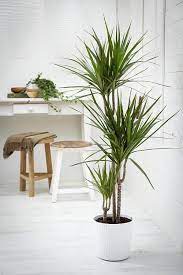 These can easily grow to 6 feet (2 m.) or more with good care. 31 Best Large Indoor Plants Tall Houseplants For Home Offices