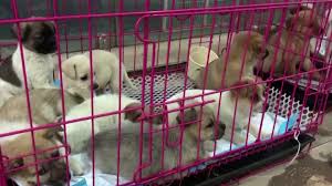 Adopt a pet howard from florida little dog rescue from www.pinterest.com. Chinese Blind Box Pet Rescue Sparks Outrage