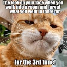 Top 25 Memes of The Week - Cheezburger Users Edition #103 - I Can Has  Cheezburger?