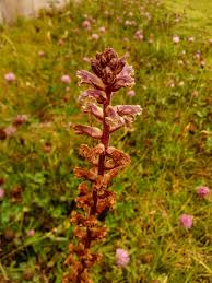 Image result for Orobanche minor