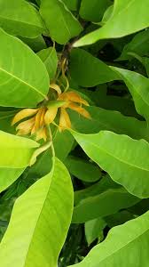 Image result for Magnolia champaca