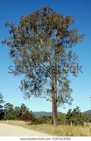 Image result for Eucalyptus paniculata