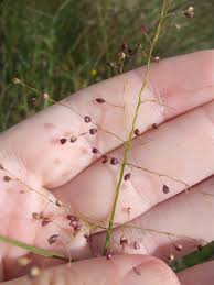 Image result for Isachne