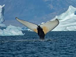 Study finds whales following fish north due to warming waters