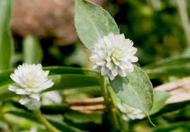 Image result for Gomphrena celosioides