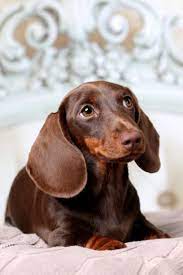 Beautiful Dachshund Dachshund Puppy Miniature Dachshund Puppies Dachshund Memes