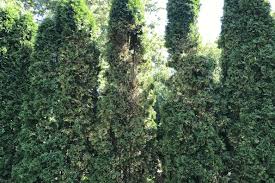 Image result for thuja drying out dead dried symptoms)
