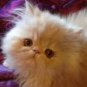 Excellent Ragdoll Kittens for Sale in Ashburn, Virginia ...