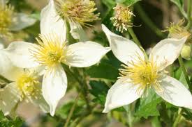 Clematis 'anita', tangutica group clematis 'anita', clematis tangutica 'anita'. Gelbbluhende Archive Clematis Herian