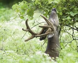 Berry bushes for sale online at tennessee wholesale nursery. The Importance Of Native Plants To Deer Diet Mossy Oak