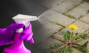 Check spelling or type a new query. White Vinegar Weed Killer How To Make A Weed Killer With White Vinegar In 2 Easy Steps Express Co Uk