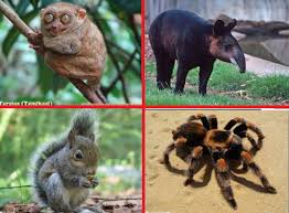 Cichlid cantik ini berasal dari lake malawi di afrika. Daftar Nama Hewan Lengkap A Z