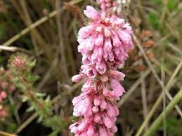 Image result for Erica kingaensis
