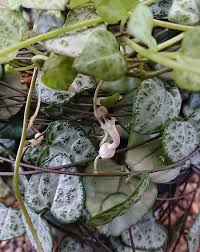 0 188 6 minutes read. String Of Hearts Ceropegia Woodii Our House Plants
